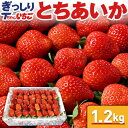 【指定日不可】いちご 苺 とちあいか　ぎっしり詰め1.2kg