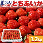 【指定日不可】いちご 苺 とちあいか　ぎっしり詰め1.2kg x 1箱　／栃木県産 Tちゃん いちご 苺 イチゴ とちあいか 送料無料 農家 直送 不揃い 予約 高級いちご 生いちご 季節の果物 お祝い 国産 会社 職場 大量 法人 お返し プレゼント 御見舞 お取り寄せ【BK】