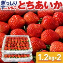 【1月発送 指定日不可】いちご 苺 とちあいか　ぎっしり詰め2.4kg(1.2kg x 2箱)　／栃木県産 とちあいか Tちゃん いちご とちあいか 送料無料 苺 イチゴ 予約 生いちご tちゃん お祝い 会社 職場 大量 法人 食べ物 贈り物 お返し プレゼント ギフト 御見舞 お取り寄せ【BK】