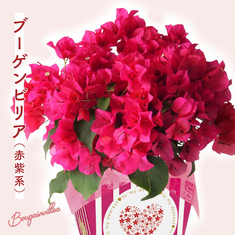 楽天市場】ブーゲンビリア(鉢花|花・観葉植物):花・ガーデン 楽天市場】ブーゲンビリア(鉢花|花・観葉植物):花・ガーデン