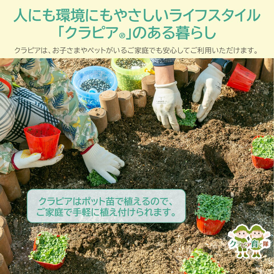 クラピアK3 ポット苗 40個セット　送料無料 苗 花木 ポット苗【WS】