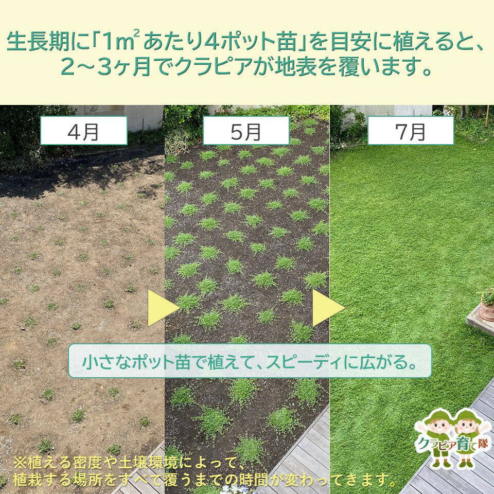 クラピアK3 ポット苗 40個セット　送料無料 苗 花木 ポット苗【WS】