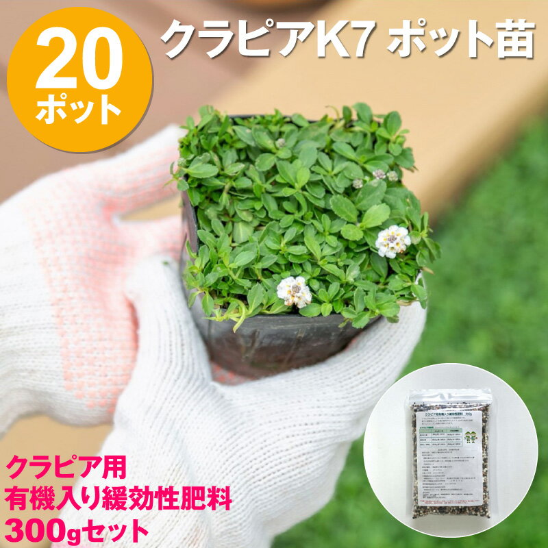 【送料無料】クラピア K7 ポット苗 20 ポット＋肥料 300g セット｜苗 花木 ポット苗【WS】