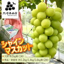 シャインマスカット 送料無料 約1kg 1.2kg 1.4kg 1.6kg箱 ぶどう 葡萄 ブドウ 種無し 大房 1房 贈答品 贈答用 秀品 2房 秋の味覚 果物 くだもの フルーツ 旬 贈り物 ギフト プレゼント お祝い 内祝い お返し お礼 旬の味覚 農家直送 産地直送 産直 お取り寄せ【WS】【BK】