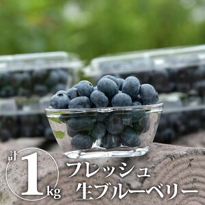 【送料無料】生ブルーベリー 計1kg フレッシュ生ブルーベリー|果物 くだもの 木の実 木ノ実 きのみ 新鮮 フレッシュ 生食用 加工用【WS】