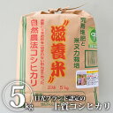 米 5kg 送料無料 精米（滋養米コシヒカリ） | 白米 新米 米 お米 5kg 栃木産 コシヒカリ こしひかり 国産 栃木県産