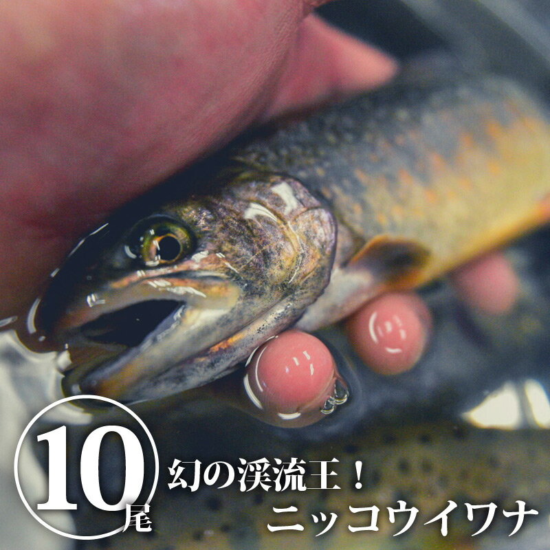 【送料無料】幻の渓流王 ニッコウイワナ｜イワナ 岩魚 いわな 嘉魚 川魚 渓流の王様 神山水産 10 ...