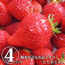 【送料無料】とちおとめ 4パック（猪野さんちのいちご農園）ギフト可｜いちご イチゴ 苺 とちおとめ  ...