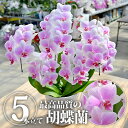 大輪5本立ち 【送料無料】胡蝶蘭 ヴィーナス(5本立ち) ｜ 花 蘭 らん ラン コチョウラン 産地直送 生花 鉢 鉢植え 開院祝い 開店祝い 開業祝い 結婚祝い 結婚記念日 就任祝い 退職祝い 贈り物 80歳 90歳 お祝い ギフト プレゼント 贈り物 インテリア【BK】