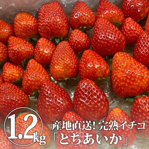 【送料無料】完熟とちあいかバラ詰め 1.2kg＊数量限定 (鈴木いちご園) | いちご イチゴ 苺 産地直送 農家直送 完熟 果物 くだもの フルーツ 旬のくだもの 旬の果物 旬 国産 栃木県産 栃木産 お取り寄せ【WS】【icp】