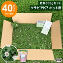 クラピアK7 ポット苗40個+肥料800gセット 送料無料 苗 花木 ポット苗【WS】