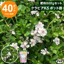 クラピアK5 ポット苗40個+肥料800gセット 送料無料 苗 花木 ポット苗【WS】