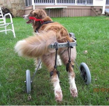 わんちゃん ねこちゃん用車椅子 歩行困難な愛犬 愛猫に自由を!介護 ケガなどのリハビリにも最適!(M型・17kg--25kg)