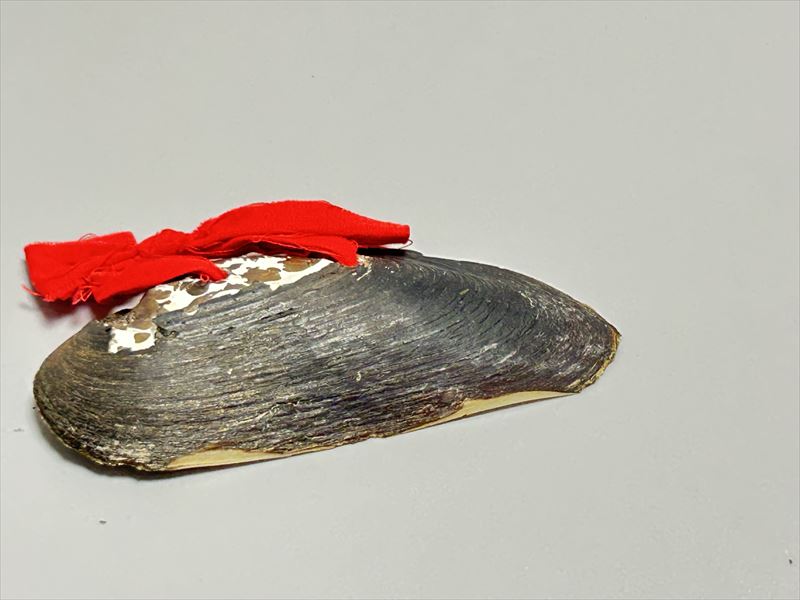アイヌ 手作り 貝包丁 貝殻製 5cm 10cm 300g インテリア オブジェ F21