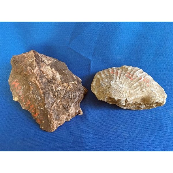 化石　2個セット　貝　b1