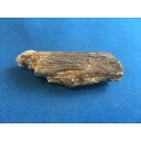 中古　木の化石　a5