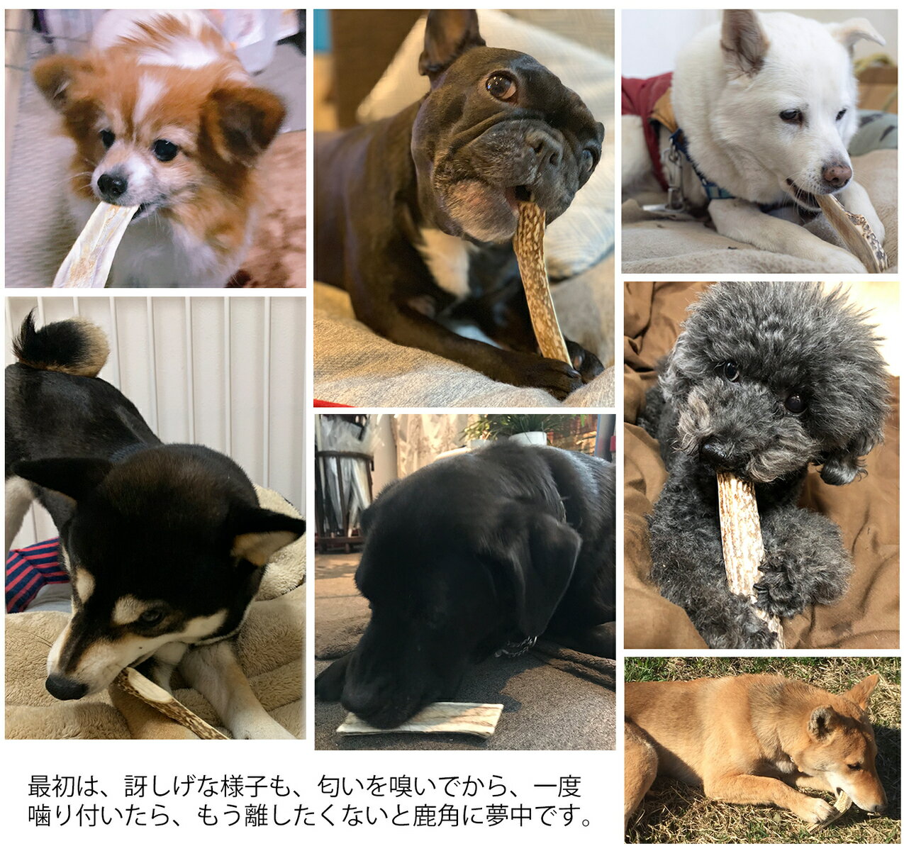 【 中型犬 根元 げんこつ 2個セット 】 鹿の角 中型犬 犬 おもちゃ 無添加 おやつ 国産 鹿 角 ガム monolife