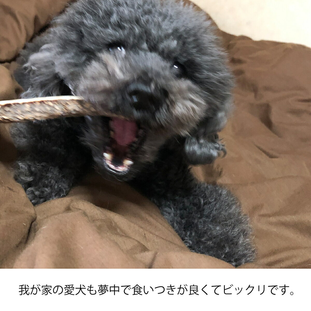 【 10cm 小型犬 】鹿の角 犬 おもちゃ 無添加 おやつ エゾジカ 国産 鹿 角 ガム デンタルケア monolife