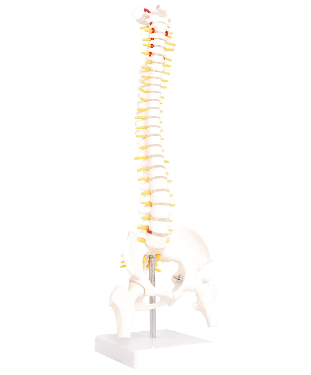 人体模型 脊椎骨盤模型 脊柱 脊髄 背骨 腰椎 模型 股関節 1/2 モデル 股関節 あり 