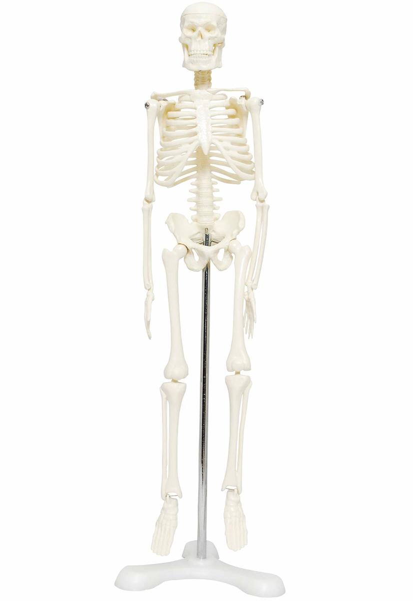 人体骨格模型 骨格標本 稼動 直立 スタンド 教材 45cm 1/4 モデル ホワイト 台座・三つ足 