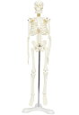 人体骨格模型 骨格標本 稼動 直立 スタンド 教材 45cm 1/4 モデル ホワイト（台座・三つ足）