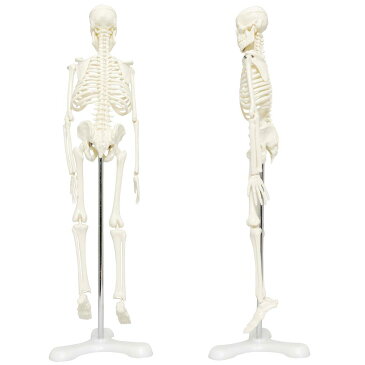 人体骨格模型 骨格標本 稼動 直立 スタンド 教材 45cm 1/4 モデル ホワイト（台座・三つ足）