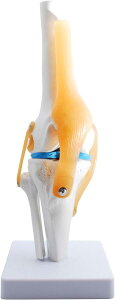膝関節模型 ひざ 膝関節 靭帯 半月板 模型 医療 学習用 モデル 台座 固定