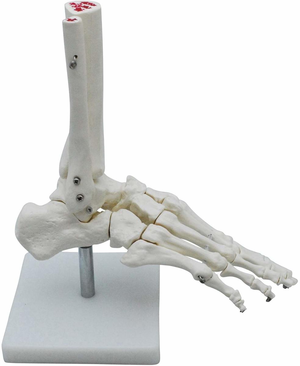 足骨モデル 足骨模型 足関節模型 足