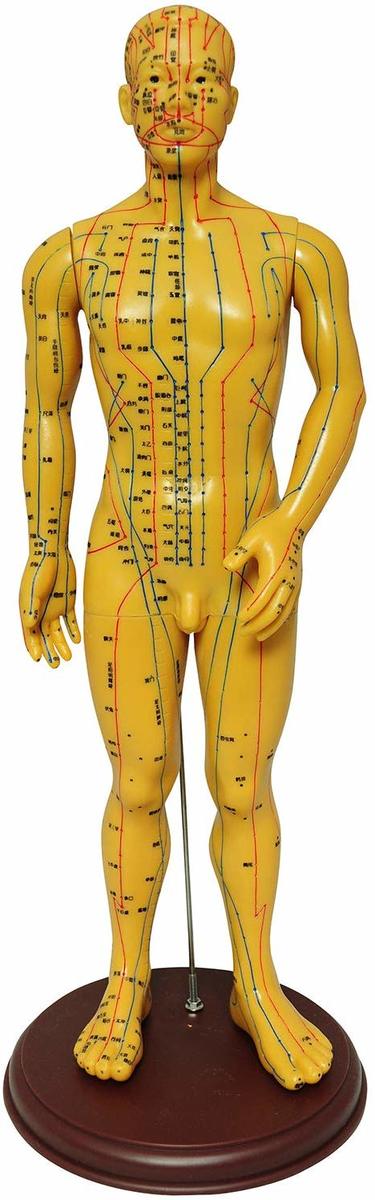 人体模型 ツボ 針灸 鍼灸経穴模型 経絡 モデル 整体 マッサージ 学習用 52.5cm 男性 ハード タイプ