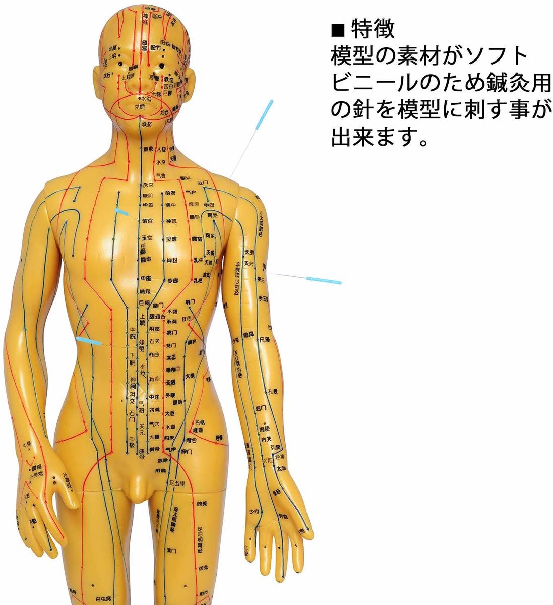机やデスクに置いてツボを確認するのにちょうどよい1 2サイズ 人体模型 ツボ 針灸 鍼灸経穴模型 経絡 モデル マッサージ 学習用 正規販売店 ソフトビニール 男性 タイプ 整体 52 5cm