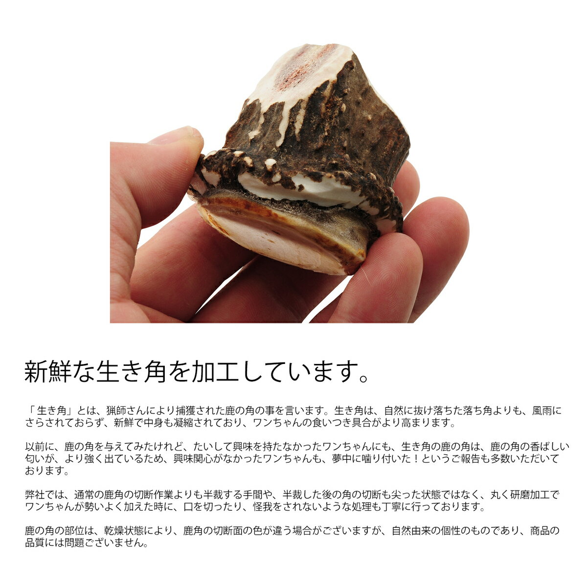 安心 安全の国産 北海道のエゾ鹿の角 鹿の角 中型犬 犬 おもちゃ 人気商品 無添加 角 Monolife 鹿 ガム 国産 おやつ エゾジカ