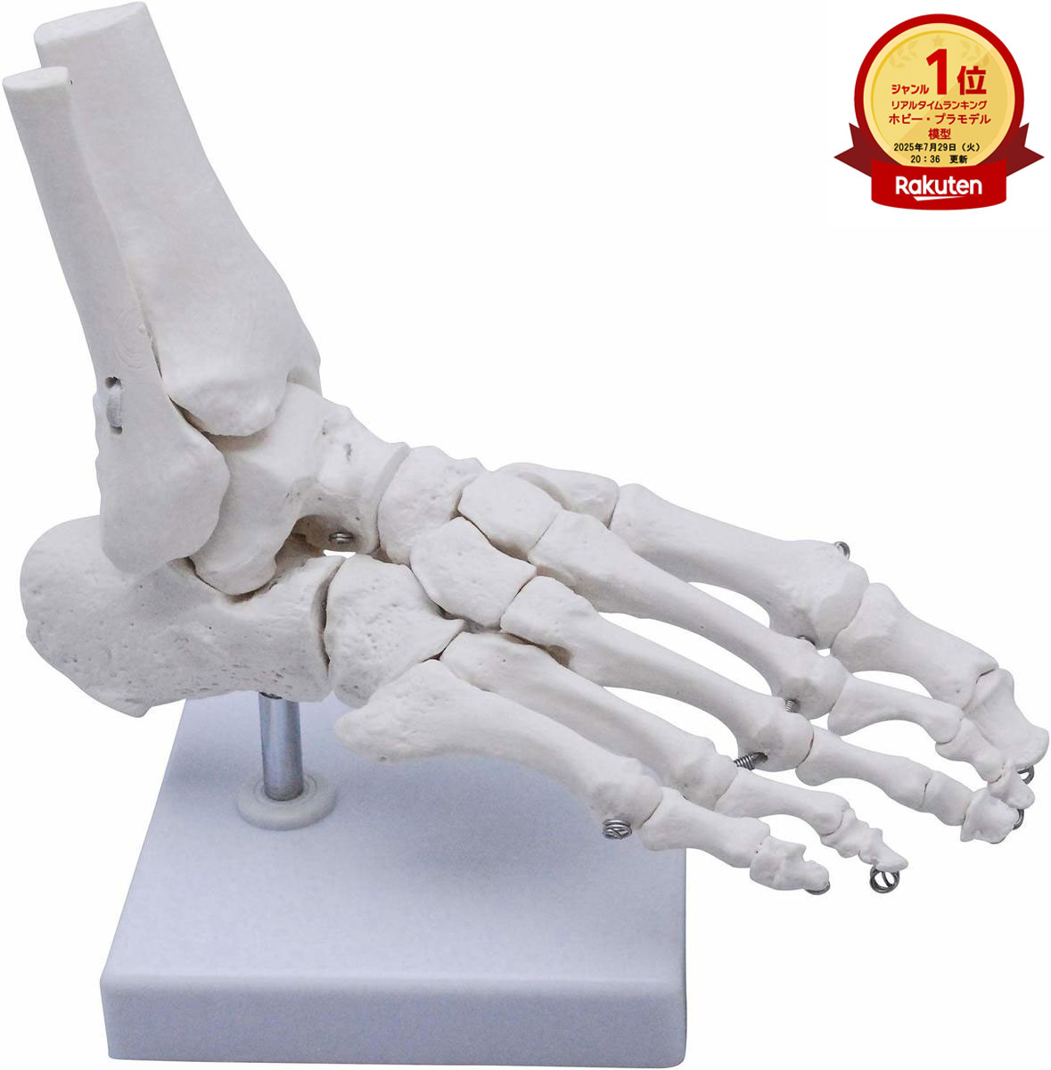 モノライフ 足関節 模型 足 足骨模型 動かせる 可動 骨格模型 足骨モデル 足関節模型 足首 右足 標本 人体模型 骨格標本 足の骨格模型 脛骨 腓骨付 ワイヤー (足首 可動タイプ) 学習用 医学 医療 教材 教育 大学 病院 接骨院 整骨院 整体