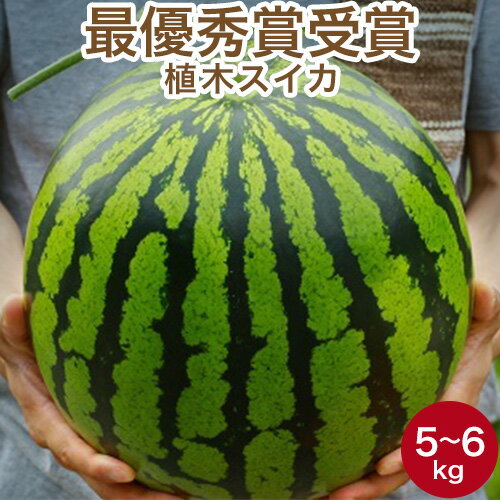 植木スイカ Mサイズ 1玉 5〜6kg 【最優秀賞受賞】 すいか 名産地 熊本県植木産 送料無料 御中元 ギフト