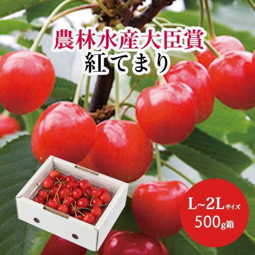 完熟 大粒 紅てまり L〜2Lサイズ 500g箱 バラ詰め さくらんぼ山形県東根産 お中元 御中元 ギフト 送料無料【7月初旬より順次発送】