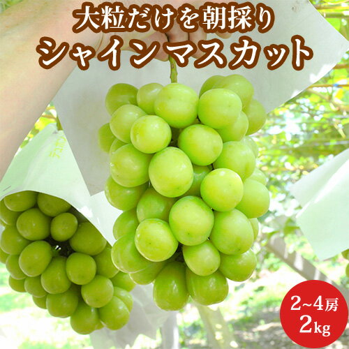 大粒厳選 シャインマスカット 2~4房 2kg箱 秀品 山梨県産 送料無料 御中元 ギフト 贈答用