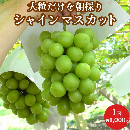 特秀品 大粒特選 シャインマスカット 1房 約1,000g 山梨県産 送料無料 御中元 ギフト 贈答用【8月10日頃より順次出荷予定】