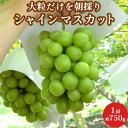 特秀品 大粒 シャインマスカット 1房 750g前後 山梨県産 送料無料 化粧箱 御中元 ギフト 贈答用