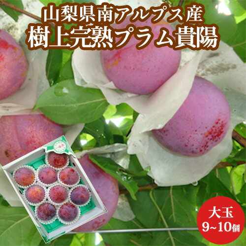 【樹上完熟の美味しさ】 高級プラム 貴陽 大玉 9〜10個入箱 秀品 山梨県南アルプス産 送料無料 お中元 御中元 ギフトのサムネイル