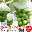 【農林水産大臣賞】特秀 シャインマスカット 2房 約1.4kg 長野県産 ぶどう 葡萄 送料無料 ギフト 贈答用 化粧箱入り 産地直送