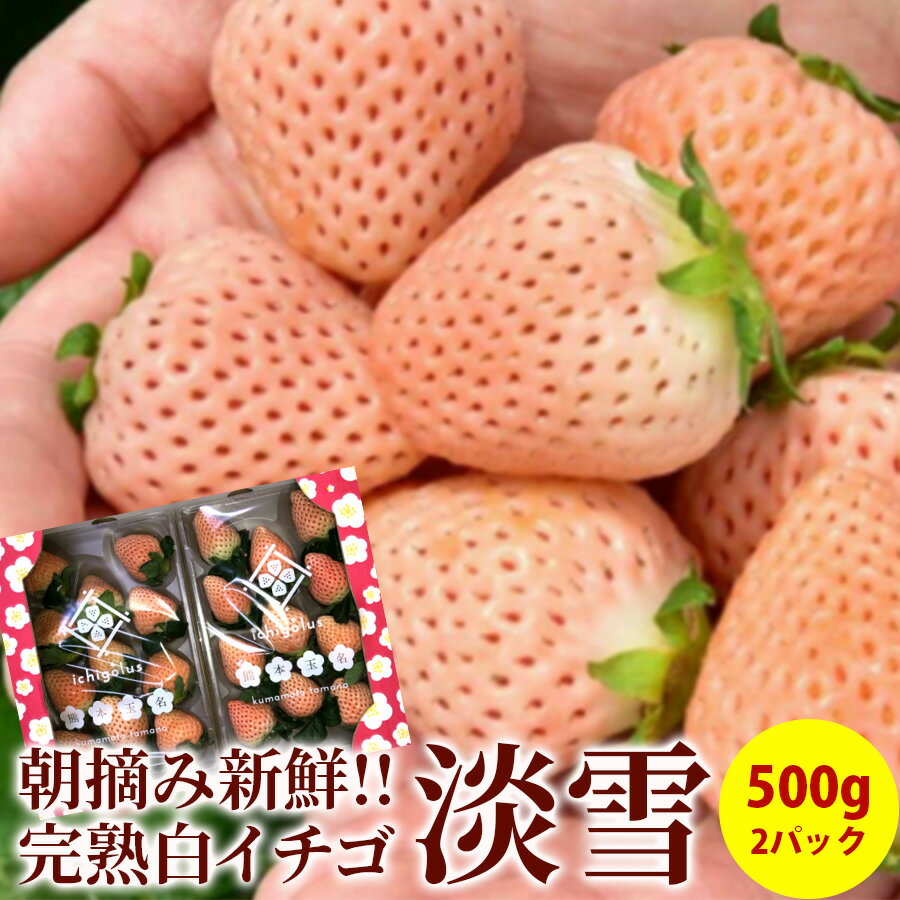 いちご 【完熟】淡雪 いちご 完熟 白イチゴ 2パック入り箱 約500g 産地直送 送料無料 熊本県産 ギフト
