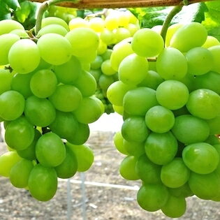 【秀品】葡萄の女王 マスカット オブ アレキサンドリア （1kg箱）栃木県産 送料無料 残暑御見舞い フルーツギフトのサムネイル