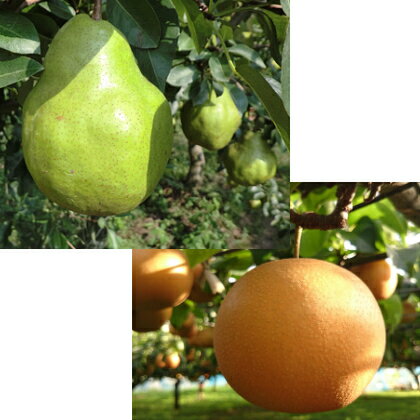 秀品 梨の詰め合わせ 南水梨とラフランス 特選3kg箱 長野県産 送料無料 ギフトのサムネイル