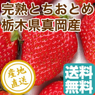 完熟 とちおとめ 2パック入り箱 栃木県真岡産 送料無料 いちご 産地直送