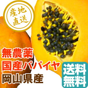 国産高級完熟 パパイヤ 無農薬 1kg箱 2〜3個入 岡山県産 送料無料