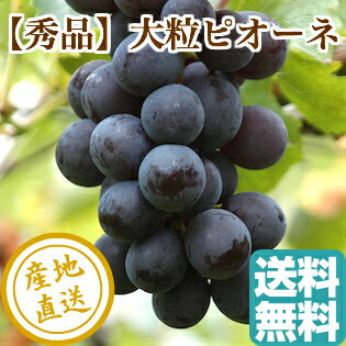秀品 大粒 ピオーネ 1kg箱 栃木県産 送料無料 残暑御見舞い 敬老の日 ギフトのサムネイル