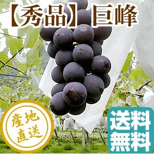 秀品 葡萄の王様 巨峰 2kg箱 栃木県産 送料無料 残暑御見舞い 敬老の日 ギフトのサムネイル