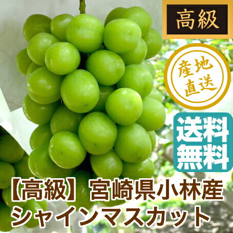 シャインマスカット 贈答用2kg 3〜5房 化粧箱入り 宮崎県産 送料無料 残暑御見舞い 敬老の日のサムネイル