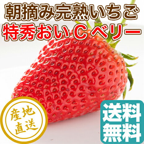 完熟 いちご おいCベリー 1パック入り箱 約420g 産地直送 送料無料 静岡県久能産のサムネイル