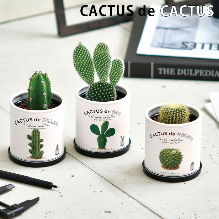 栽培キット 室内 サボテン カクタスdeカクタス CACTUS de CACTUS 柱サボテン 丸サボテン ウチワサボテン 種 グリーン おしゃれ かわいい 置物 体験 インテリア 植物 鑑賞 簡単 楽しい プチギフト ギフト プレゼント