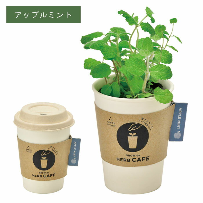 ハーブ栽培キット 栽培セット 栽培キット 育てるカフェ 聖新陶芸 栽培 育てる アッ...